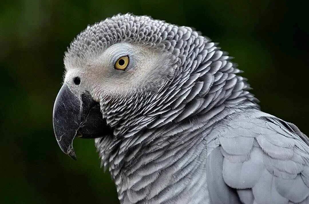 Grey Parrot